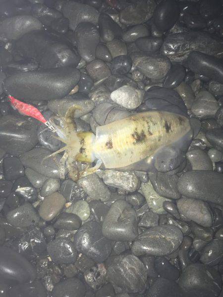 焼津　石津浜アオリイカエギング